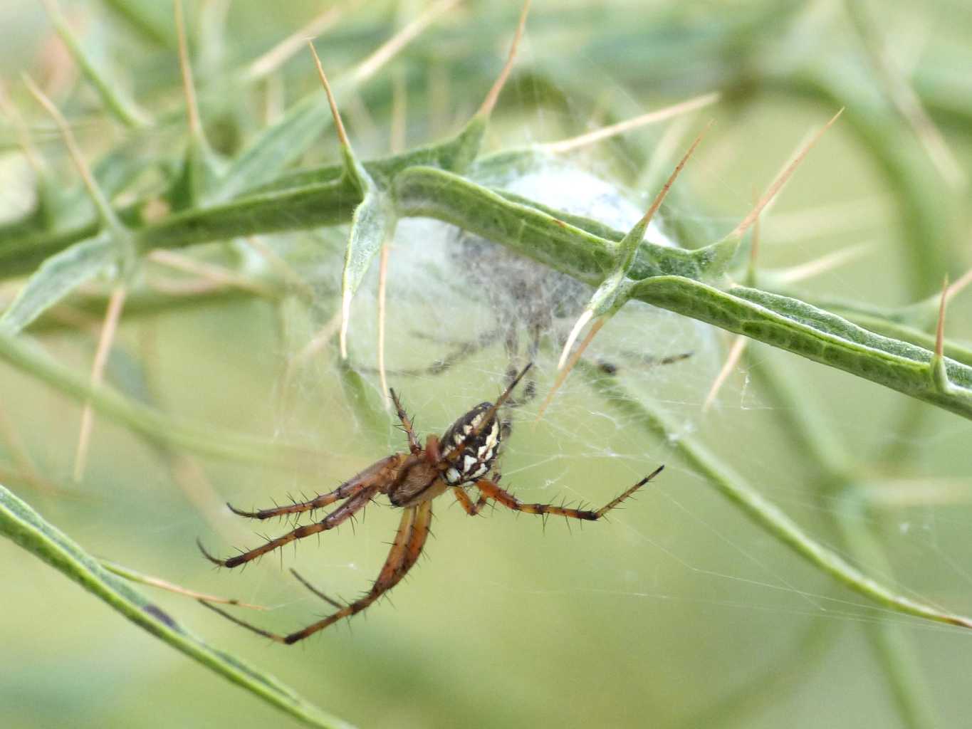 Neoscona adiantha: stagione degli amori - Tolfa (RM)